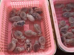 -大湾区中央湿地公园-十九涌