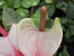 -北京植物园-展览温室