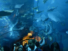-迪拜水族馆及水下动物园