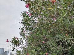 -星巴克(南宁民歌湖店)