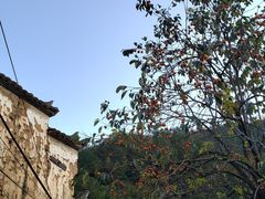 -杨家堂村