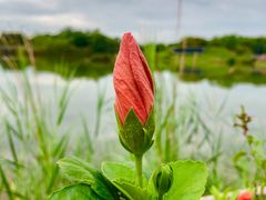 -福田红树林生态公园