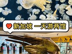 -新加坡海洋生态馆