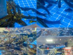 -石锅苗苗鱼(武汉首店)