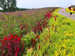 -北纬44度·金珠花海休闲农业旅游景区