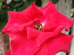 -三圣花乡旅游区