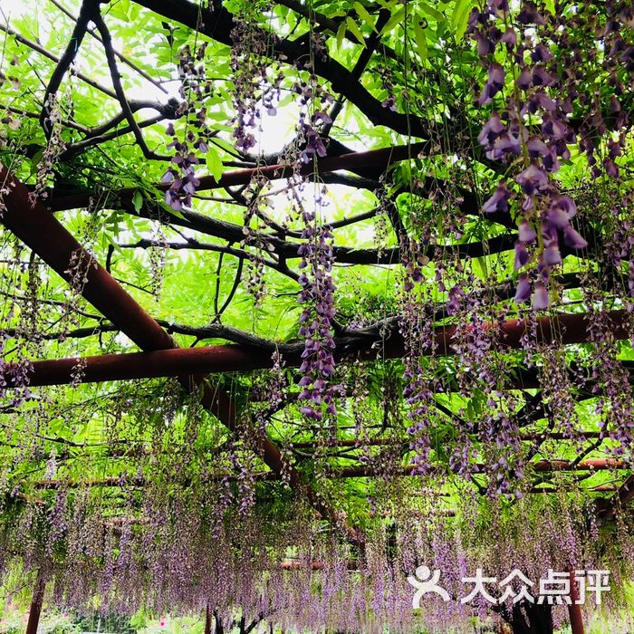 嘉定紫藤園圖片-北京公園-大眾點評網