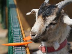 -潭柘厚院&山顶烤肉(潭柘寺店)