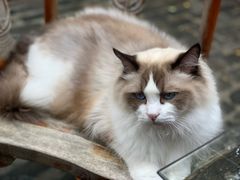 -喵屿·大理花园猫咖