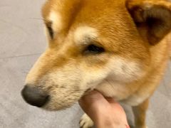 -喜柴咖啡·柴犬狗咖