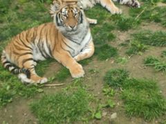 -栾川竹海野生动物园