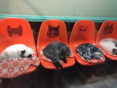 -猫咪博物馆(顶澳仔猫街店)