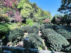 -十八棵（老龙井）御茶园(老龙井店)