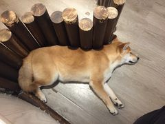 -浣熊柯尔鸭土拨鼠·电玩咖