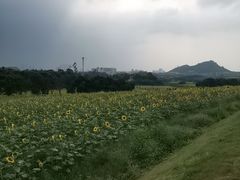 -光明小镇欢乐田园