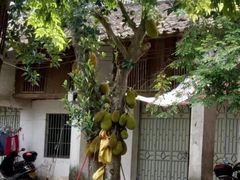 -红色娘子军纪念园