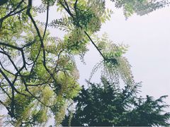 -嘉定紫藤园