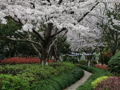 -上海市实验学校