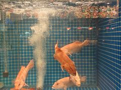 菜单-肥福排档(星光店)