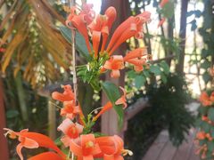 -天适樱花悠乐园