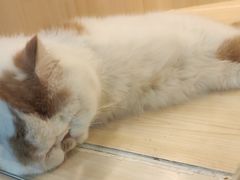 -momokira米努特·德文卷毛猫·棉花面纱犬