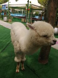 -萌宠亲子动物乐园(槐房万达店)