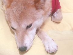 -逗柴咖啡屋·狗咖猫咖宠物桌游