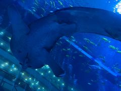 -成都浩海立方海洋公园