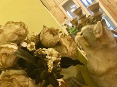 -猫色咖啡·猫咖