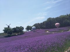 -大塘金香草谷