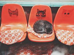 -猫咪博物馆(顶澳仔猫街店)