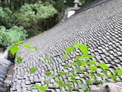 -宋宴(虎跑店)