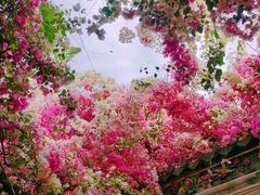 -深圳国际园林花卉博览园