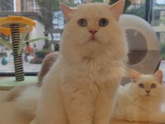 -山宅一喵德文卷毛猫舍
