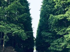 -东平国家森林公园