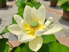 -莲花池公园