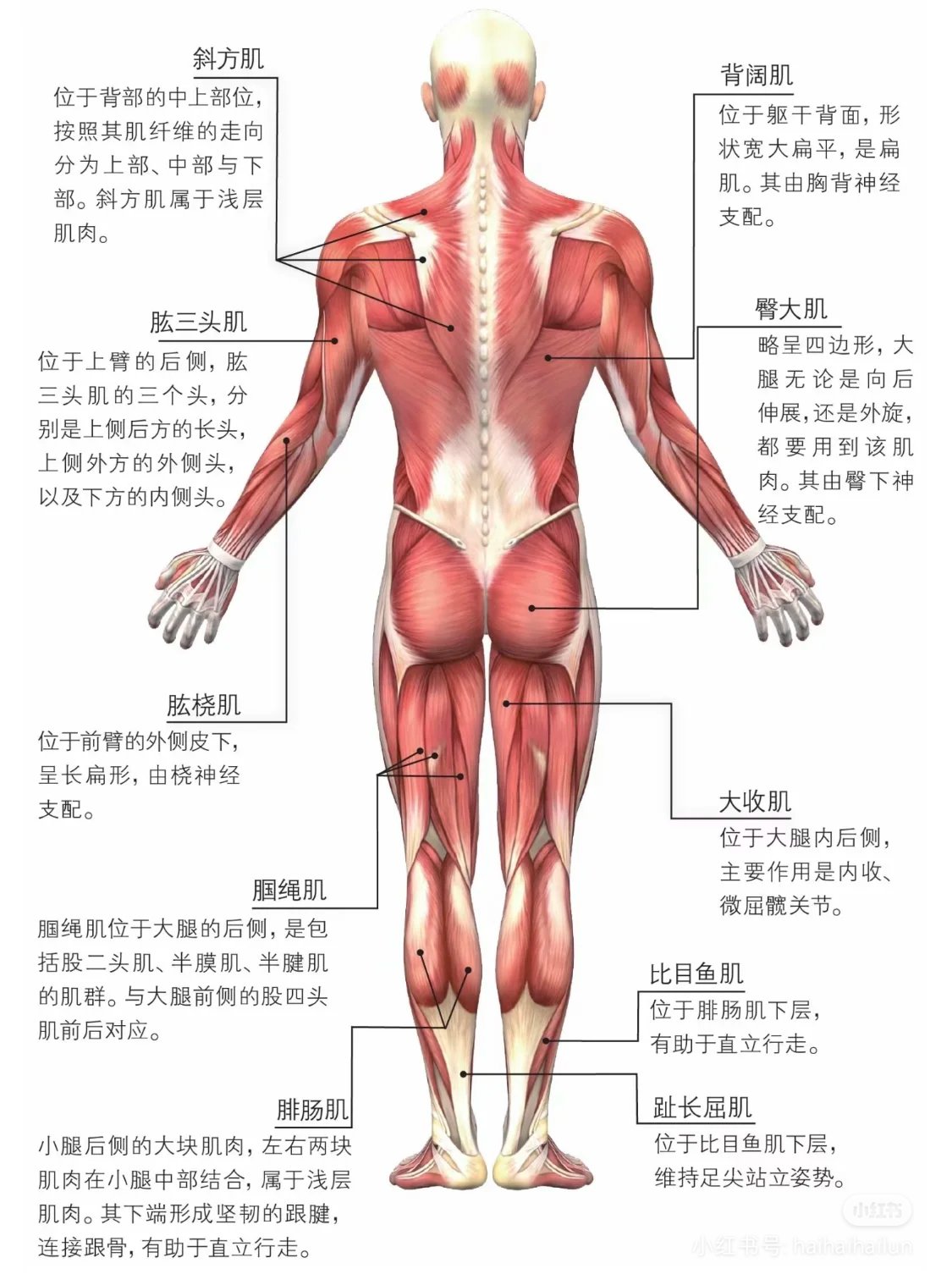 筋骨位置图片