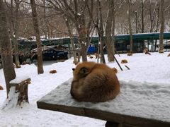 -宫城藏王狐狸村