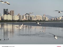 -深圳湾公园(南山区)