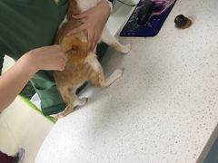 -瑞鹏·疫苗·绝育·宠物医院(金沙洲店)