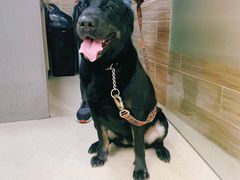 -爱侣宠医·鹦鹉专科·小型哺乳类·异宠专科(灵石路店)