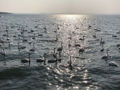 -烟墩角天鹅湖