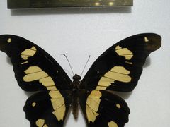 -上海昆虫博物馆