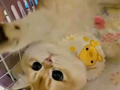 -猫十亿·布偶金渐层·曼基康矮脚猫舍(青年路店)