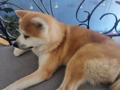 -喜柴咖啡·柴犬狗咖