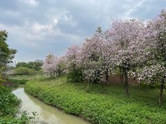 -广东花都湖国家湿地公园