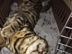 -Pets First伊珊娜洗护·精致美容·家庭式寄养(新会路店)