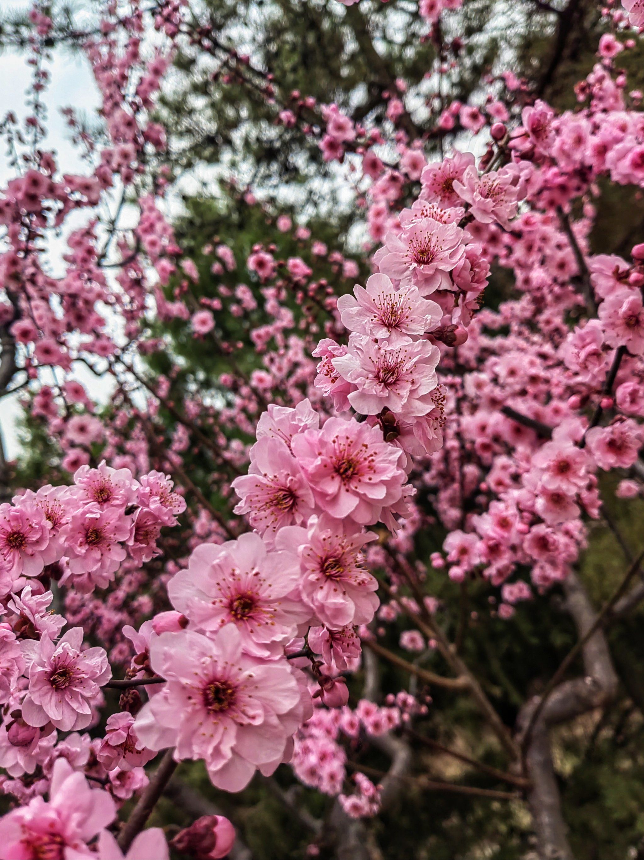 日坛公园里的美人梅盛开了