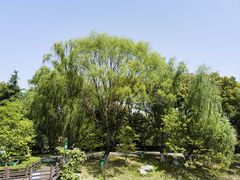 -荷塘月色湿地公园·向阳花洲