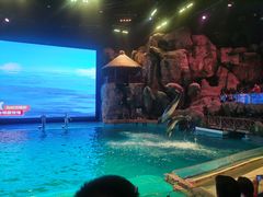 -芜湖新华联大白鲸海洋公园